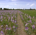 Iris field in Keizer Oregon. Royalty Free Stock Photo