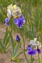 Iris field in Keizer Oregon. Royalty Free Stock Photo