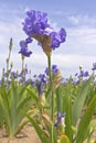 Iris field in Keizer Oregon.