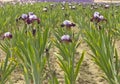 Iris field in Keizer Oregon. Royalty Free Stock Photo