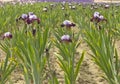 Iris field in Keizer Oregon.