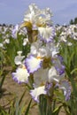 Iris field in Keizer Oregon. Royalty Free Stock Photo