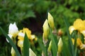 Iris field in the spring