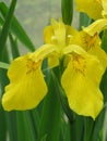 Yellow iris Royalty Free Stock Photo