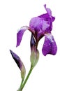 The Iris flower Royalty Free Stock Photo