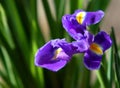 Iris flower Royalty Free Stock Photo