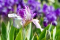 Iris flower Royalty Free Stock Photo