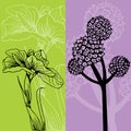 Iris and Flower