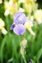 Iris flower against a background of a meadow