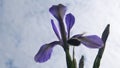 Iris flower against the blue sky with clouds swaying in the wind