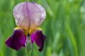 Iris flower against green background