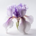 Iris flower against white background