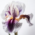 Iris flower against white background