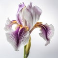 Iris flower against white background