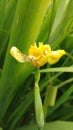 Iris Flower also called Neomarica Longifolia in Latin