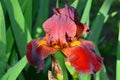 Iris flower bardy with yellow parts.