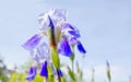 Iris flower, beautiful background