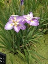 Iris flower