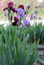 The iris flower. Beautiful purple flower in bloom on a crisp spring morning Royalty Free Stock Photo