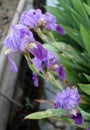 The iris flower. Beautiful purple flower in bloom on a crisp spring morning Royalty Free Stock Photo