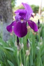 The iris flower. Beautiful purple flower in bloom on a crisp spring morning Royalty Free Stock Photo