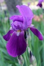 The iris flower. Beautiful purple flower in bloom on a crisp spring morning Royalty Free Stock Photo