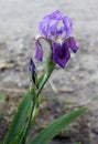 The iris flower. Beautiful purple flower in bloom on a crisp spring morning Royalty Free Stock Photo