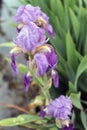 The iris flower. Beautiful purple flower in bloom on a crisp spring morning Royalty Free Stock Photo