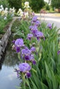 The iris flower. Beautiful purple flower in bloom on a crisp spring morning Royalty Free Stock Photo