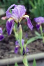 The iris flower. Beautiful purple flower in bloom on a crisp spring morning Royalty Free Stock Photo