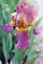 The iris flower. Beautiful purple flower in bloom on a crisp spring morning Royalty Free Stock Photo