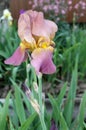 The iris flower. Beautiful purple flower in bloom on a crisp spring morning Royalty Free Stock Photo