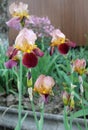 The iris flower. Beautiful purple flower in bloom on a crisp spring morning