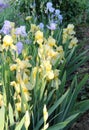 The iris flower. Beautiful purple flower in bloom on a crisp spring morning Royalty Free Stock Photo