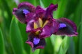 Iris flower Royalty Free Stock Photo