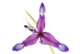 Iris flower, beautiful spring plant Royalty Free Stock Photo