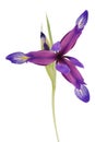 Iris flower, beautiful spring plant Royalty Free Stock Photo