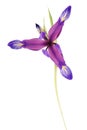 Iris flower, beautiful spring plant Royalty Free Stock Photo