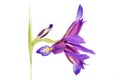 Iris flower, beautiful spring plant Royalty Free Stock Photo