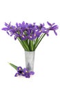 Iris Flower Beauty Royalty Free Stock Photo