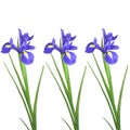 Iris Flower Beauty Royalty Free Stock Photo