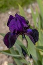 iris flower \