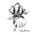 Iris flower. Black and white vector Royalty Free Stock Photo