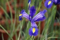 Iris flower. Royalty Free Stock Photo