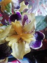 Purple Iris bloom with colours   close up. Royalty Free Stock Photo