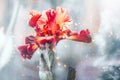 Iris Flower blooming in a garden. Beautiful Brown with yellow colour Iris Flower growing close up. Floral background, Gardening Royalty Free Stock Photo