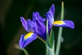 Iris flower blooming in spring in an English garden