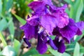 Iris flower blooms in unusual bright colors