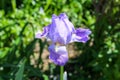 Iris flower blooms in unusual bright colors