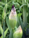 Iris flower blooms